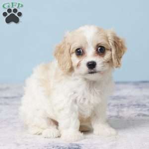 Grace, Cavachon Puppy